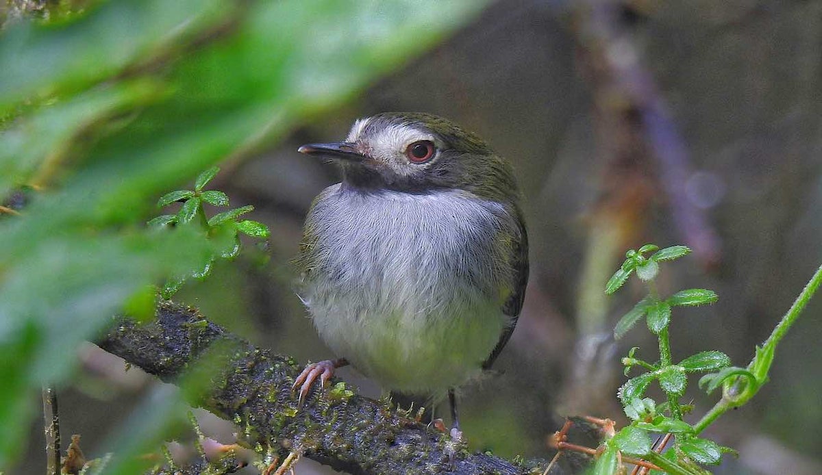 El Quindío está en una de las regiones con más diversidad de aves en Colombia