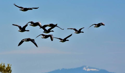 Ave migratoria