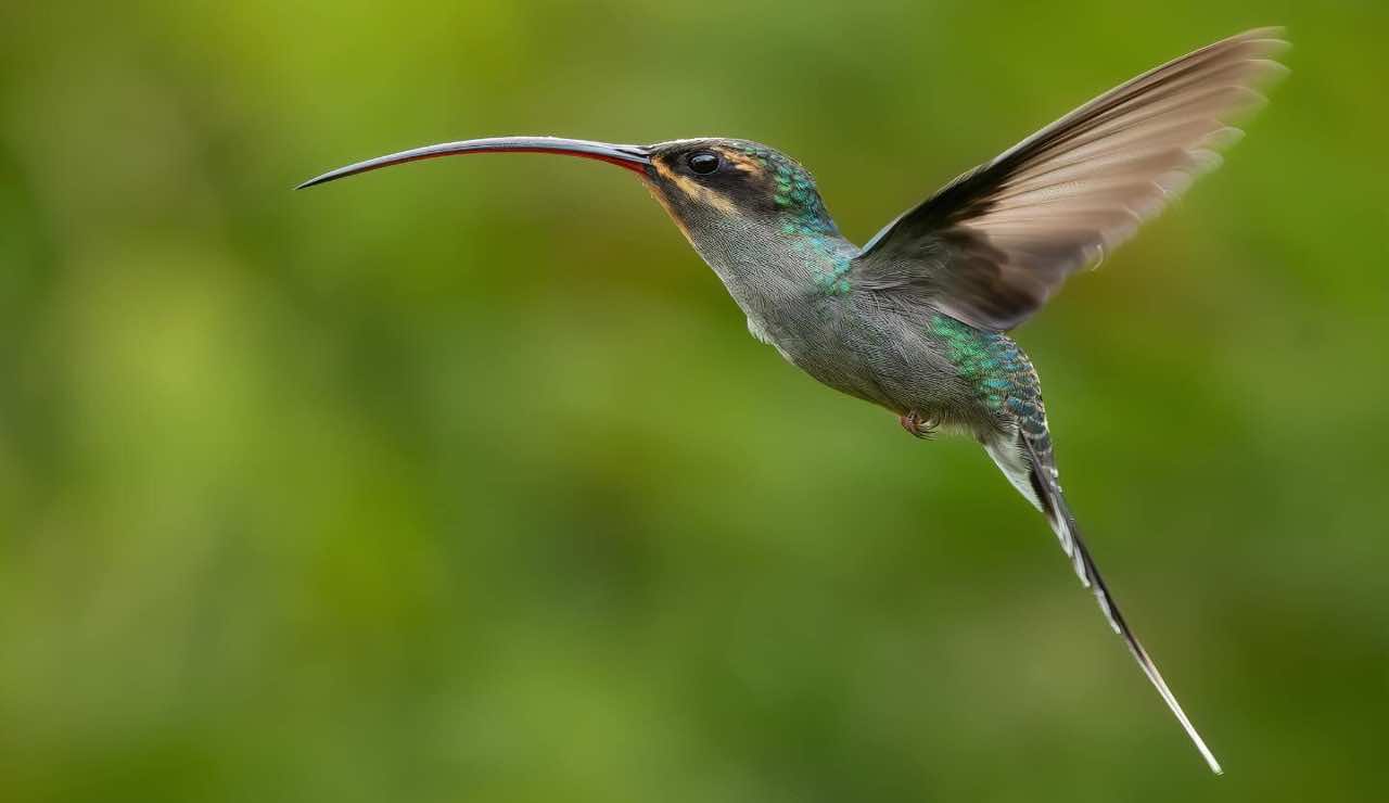 Todos los ciudadanos pueden contribuir con la preservación de las aves