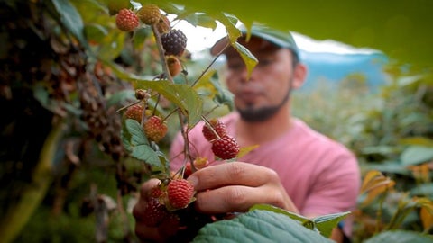 cultivadores de mora Risaralda