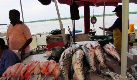 Conozca cómo transportar el pescado para mantener su frescura y calidad