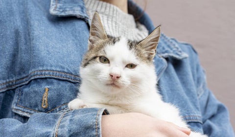 Gato