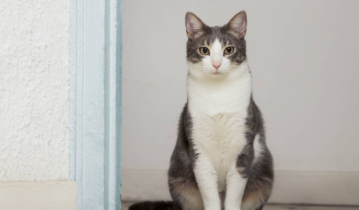 Gato