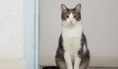 Gato