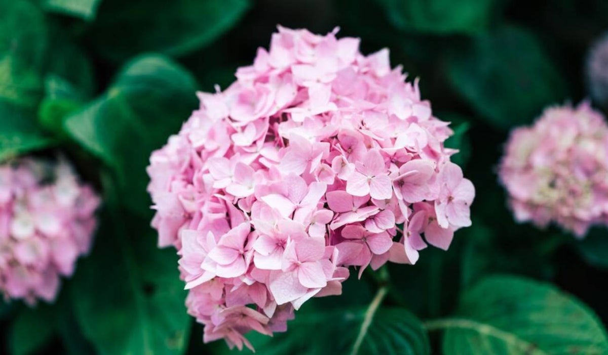 Hortensias