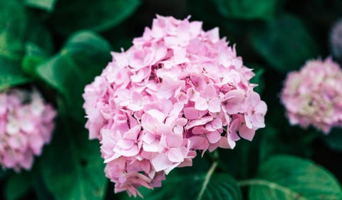 Hortensias