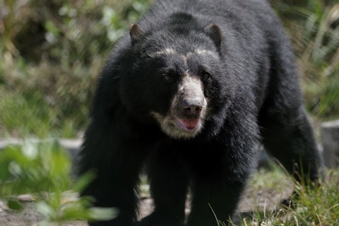 Oso Andino / Oso de Anteojos / Santuario del Oso Andino / Guasca / Cundinamarca / Día mundial del Oso