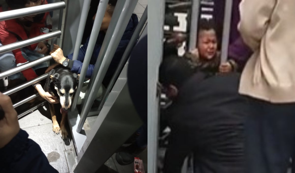 Niño y perrita atascados en Transmilenio