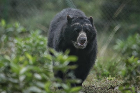 Oso Andino