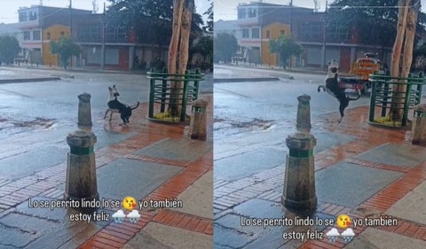 Perrito en lluvias de Bogotá