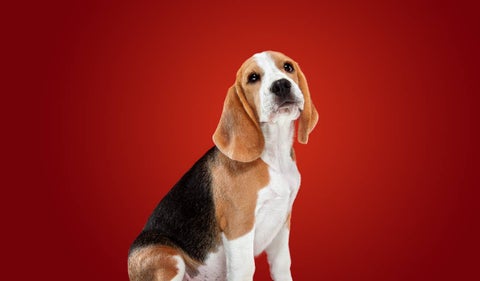 Perro