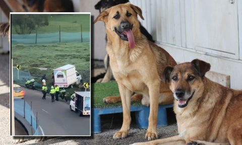 [Video] Camión que llevaba perritos se volcó en Bogotá