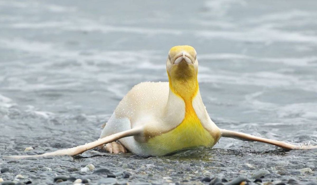Pingüino amarillo