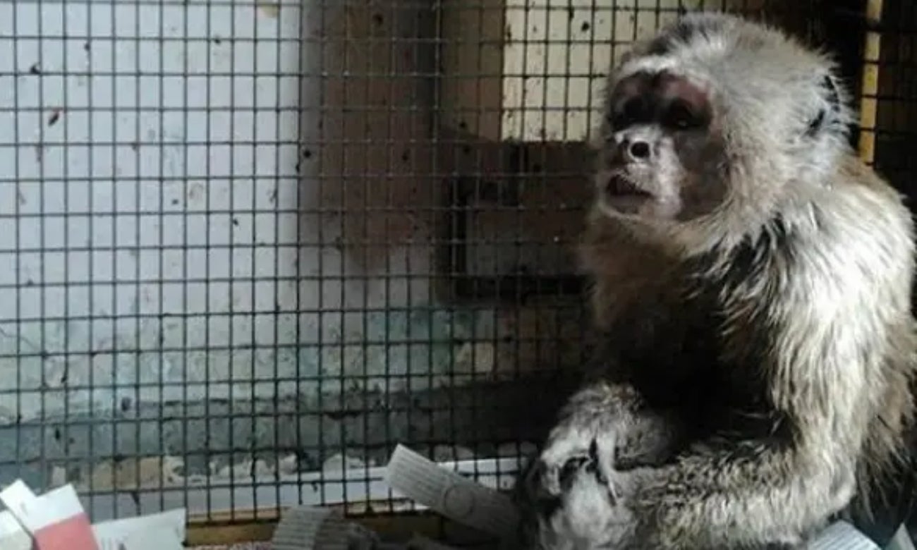 Linito, mono que llevaba 35 años enjaulado, fue liberado
