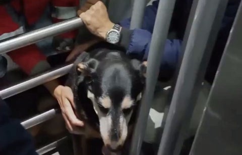Perro atrapado en torniquete de Transmilenio