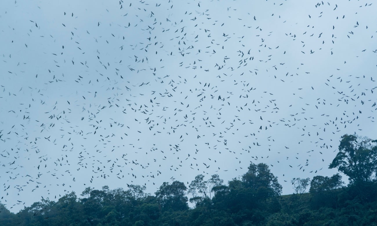 Hermoso fenómeno de las águilas cuaresmeras en Semana Santa
