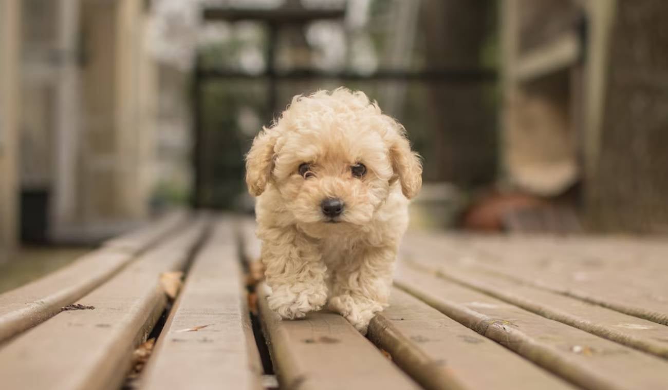 Cachorro