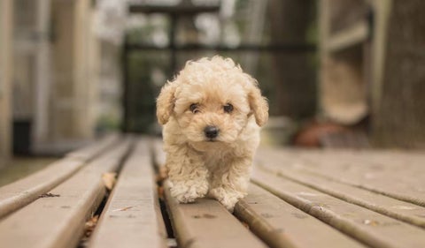 Cachorro