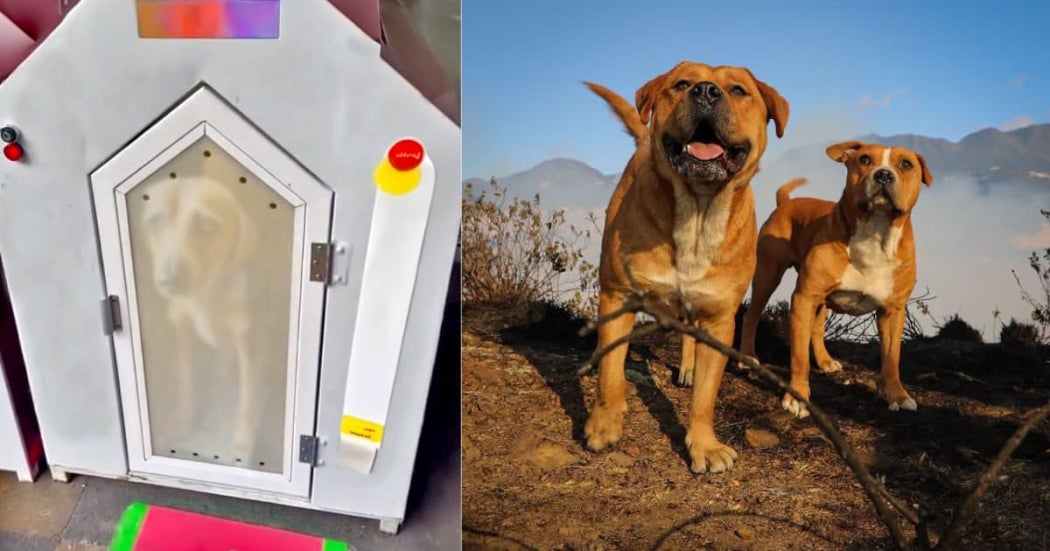Casilleros para mascotas