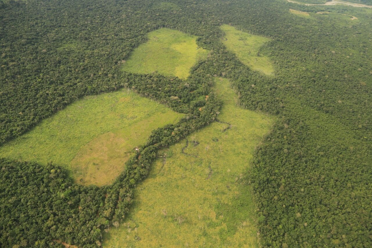 Deforestaciòn