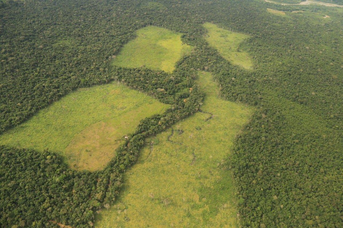 Deforestaciòn