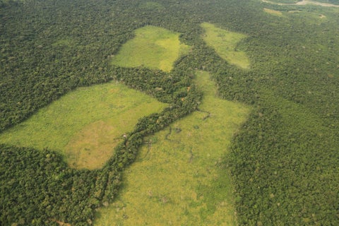 Deforestaciòn