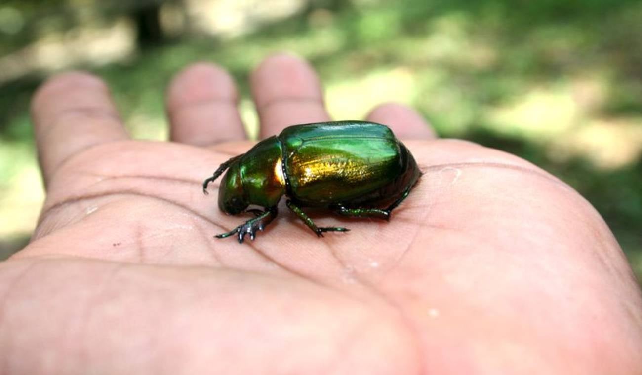 Escarabajo