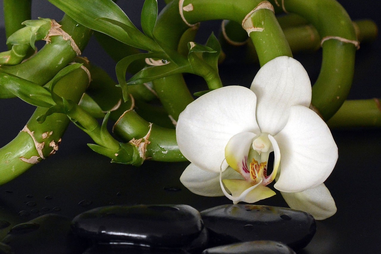 Cinco consejos del Feng Shui para su hogar