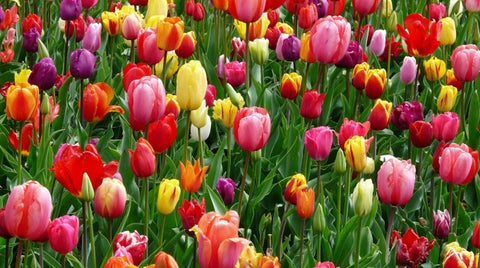 Flores
