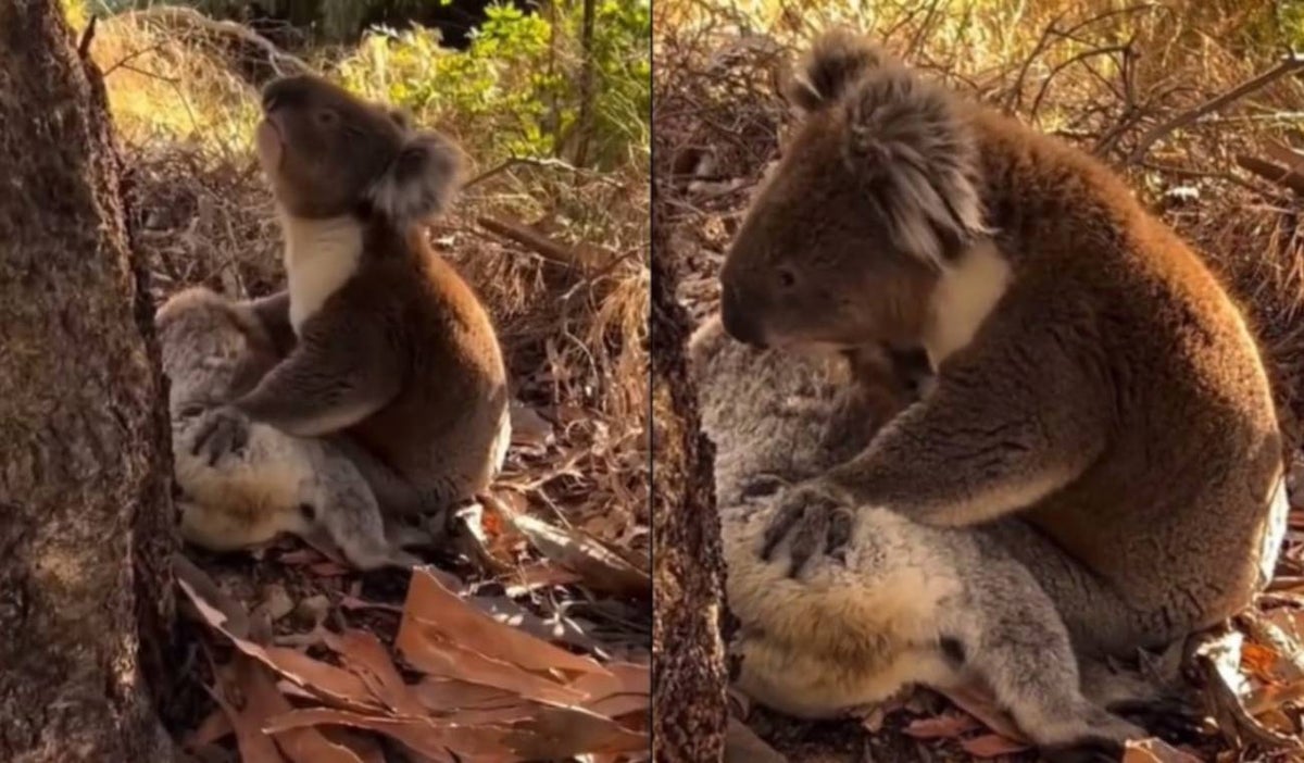 Koala
