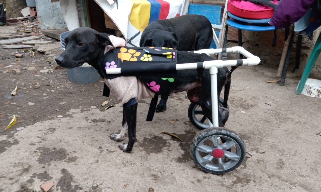Bello proyecto universitario que ayuda a perritos sin patas