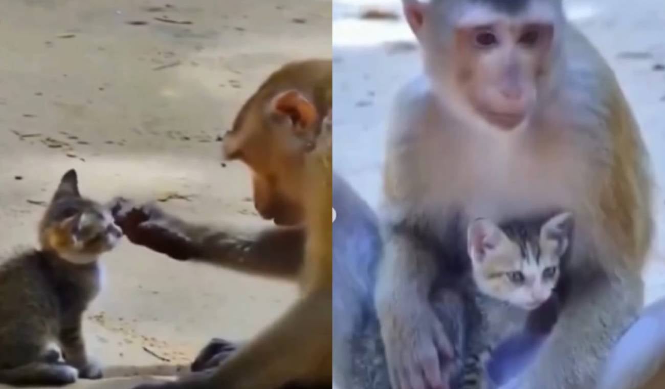 Mono cuida a un gato como si fuera su bebé