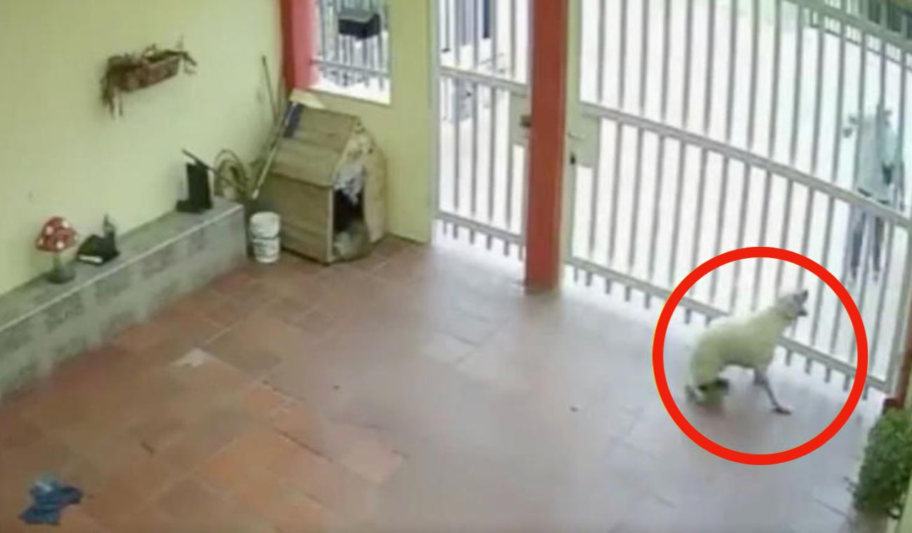 Exmilitar le dispara a perrita