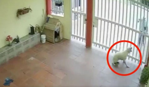 Exmilitar le dispara a perrita