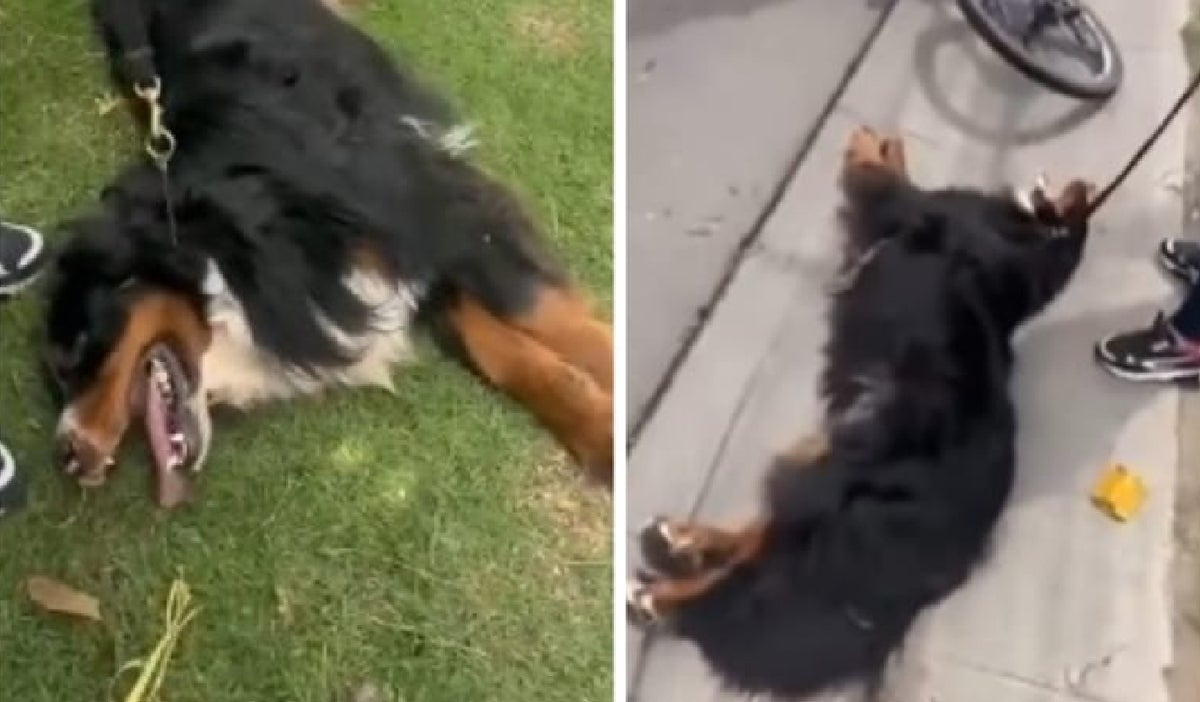 perro_cota