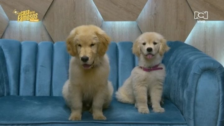 Mascotas de la casa de los famosos
