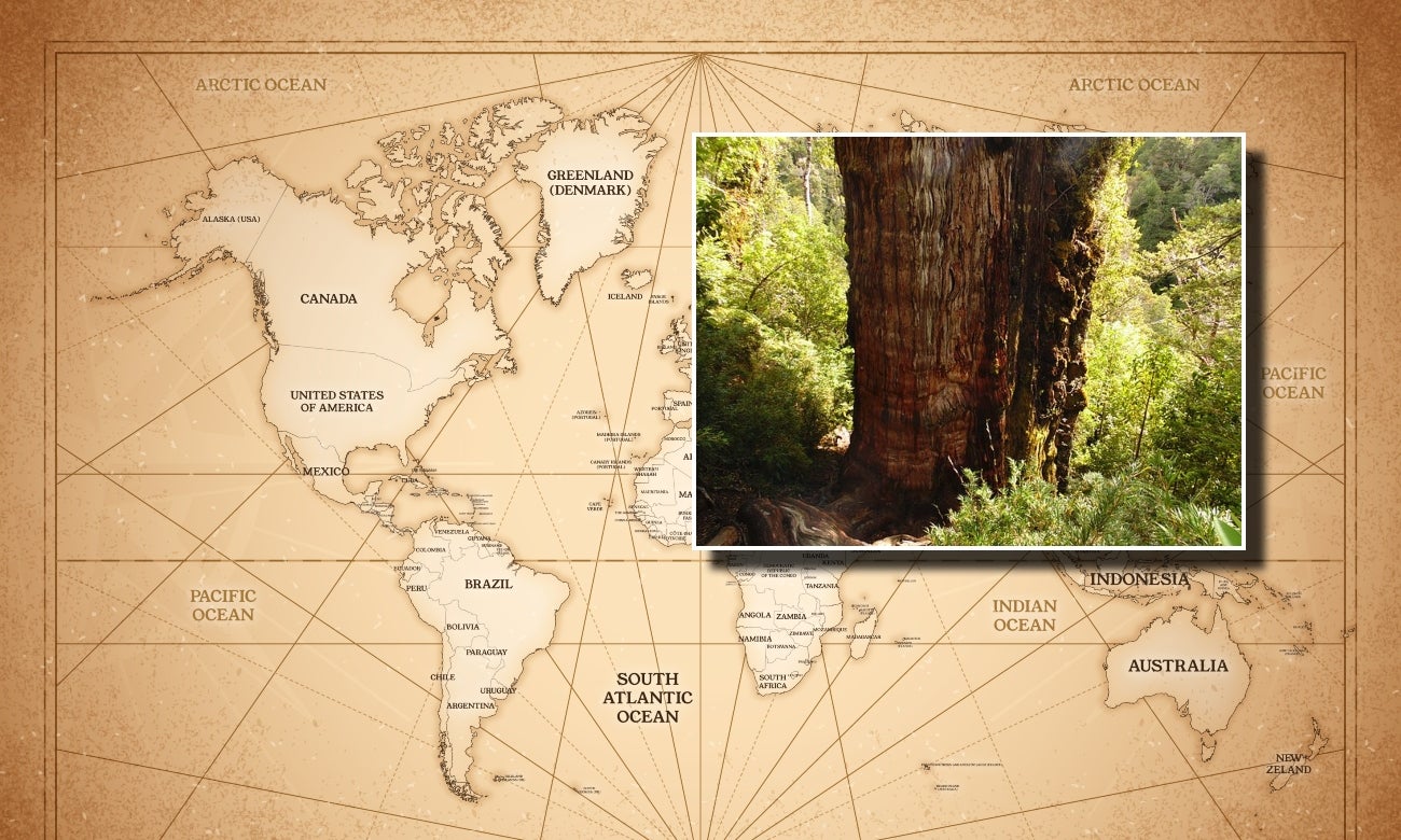 Historia del árbol más viejo del mundo: tiene 5.000 años