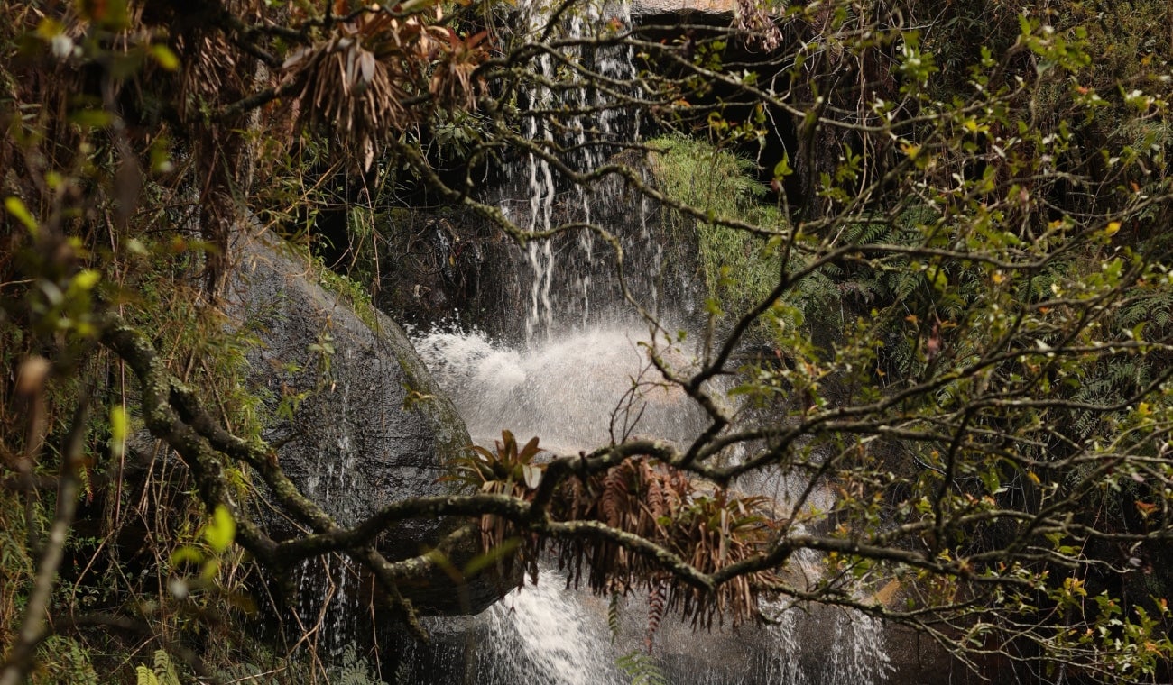 Bosques
