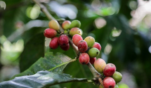 Café