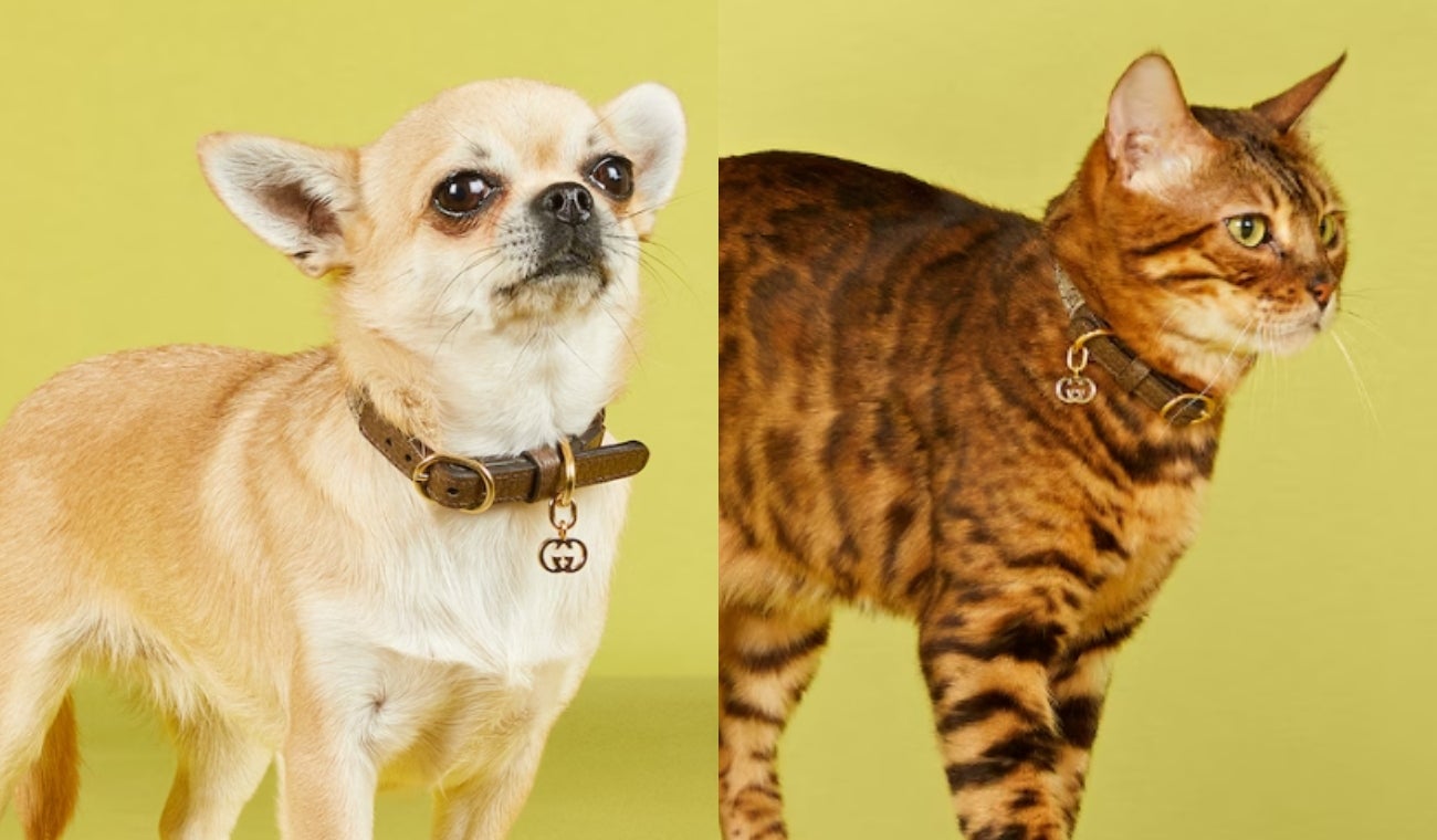 Collares de mascotas Gucci