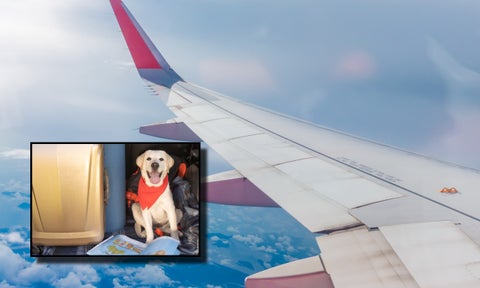 Viajar con mascotas en aviones