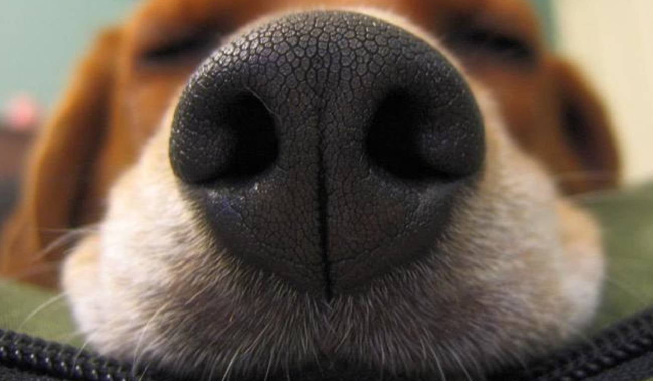 Nariz de perro