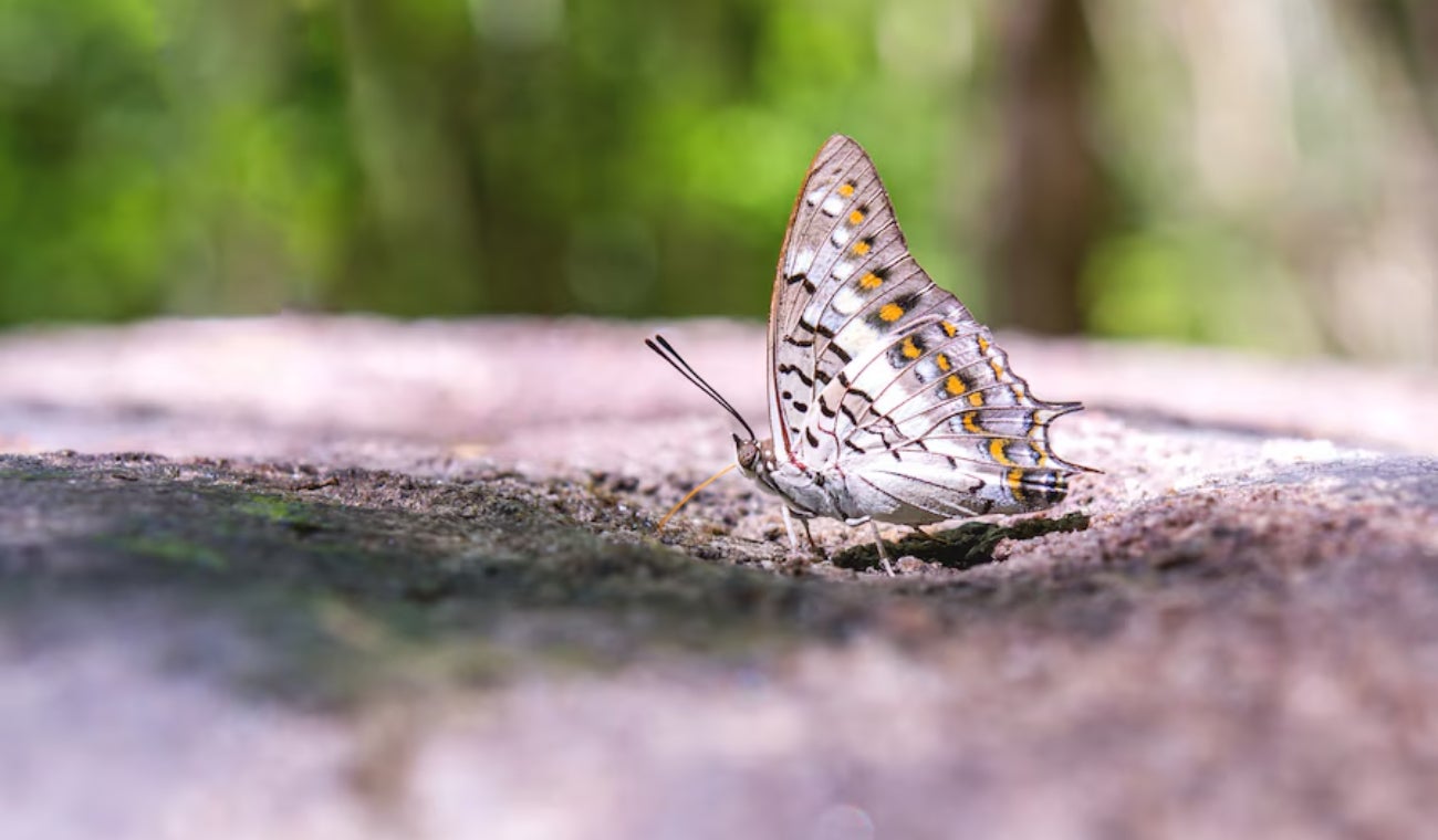 ¿Qué pasa cuando se pisa una mariposa?