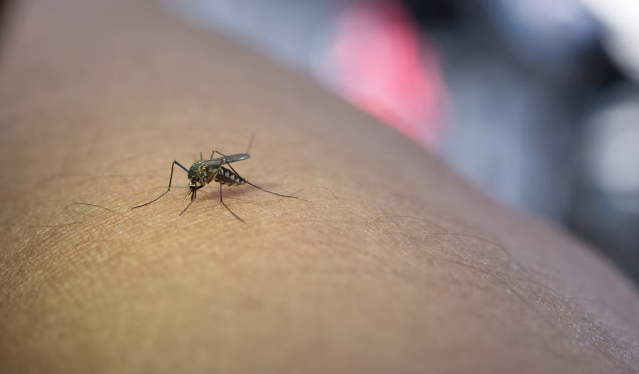 Dengue: ¿Cómo utilizar correctamente el repelente?