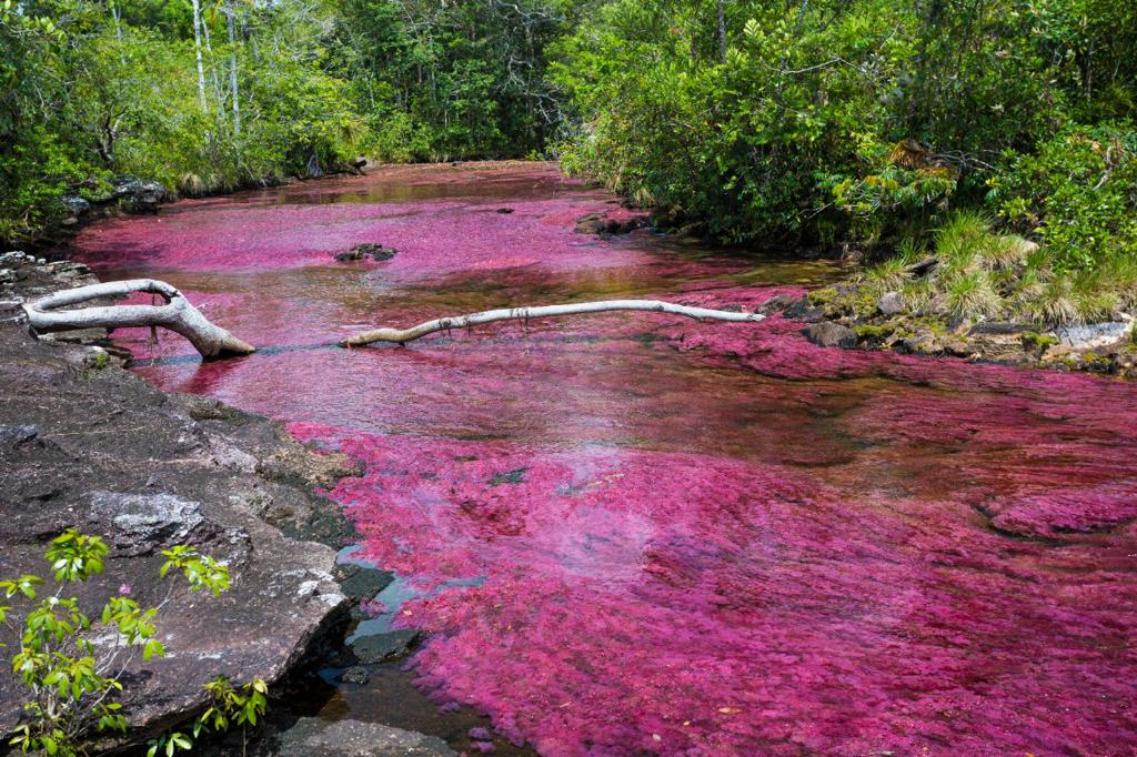 Caño Cristales