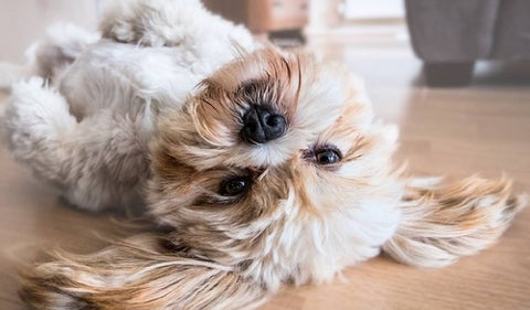 La importancia de esterilizar a su mascota: Un acto de amor puro