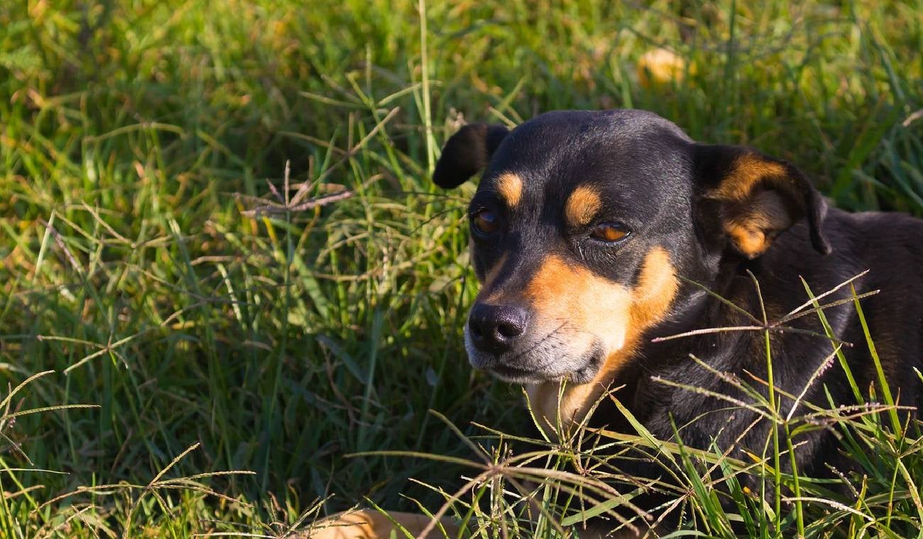 ¿Por qué los perros comen pasto?