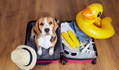Tenga en cuenta los requisitos para viajar con mascotas