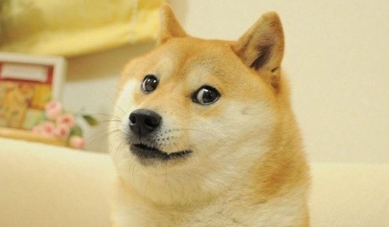 Muere perrita de icónico meme a nivel mundial