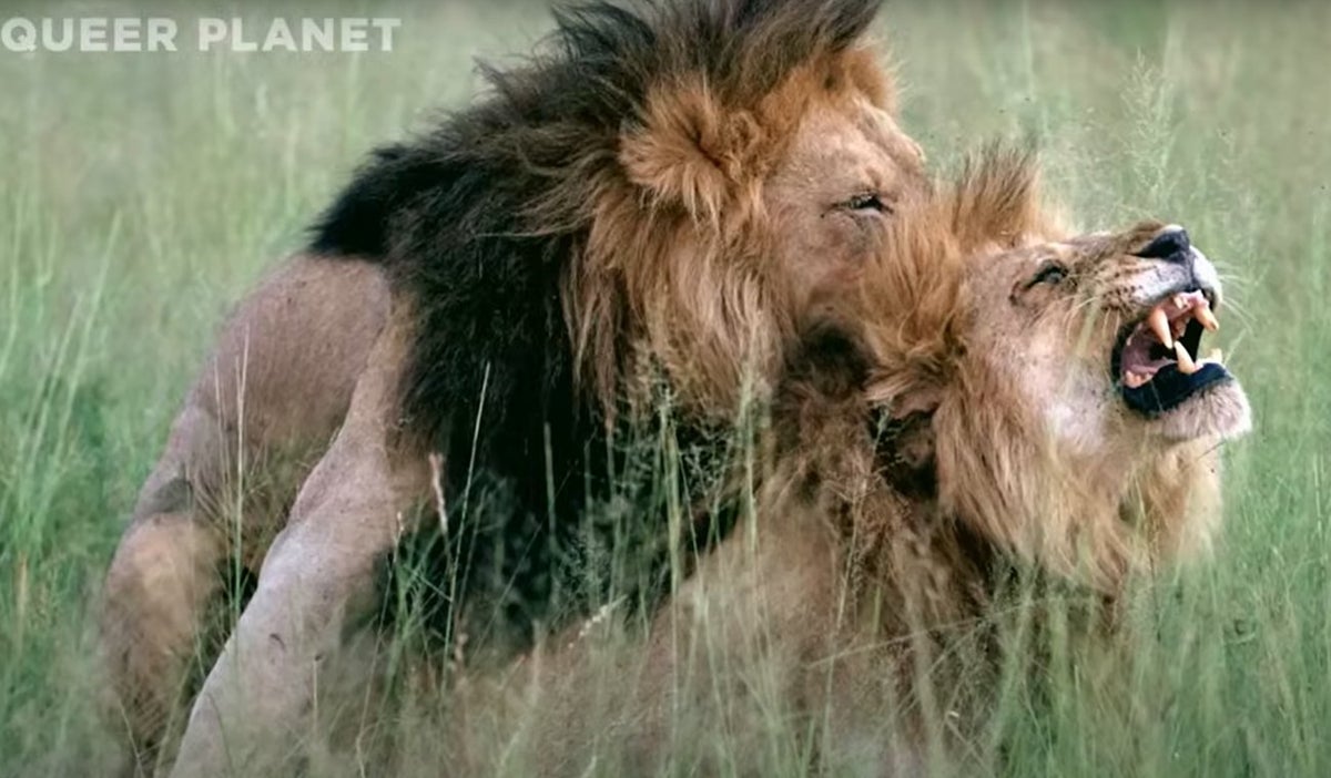 Queer planet documental